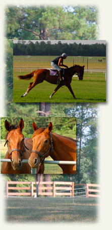 Camden Training Center for thoroughbred racehorses